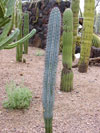 Pilosocereus lanuginosus