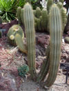 Pilosocereus lanuginosus