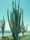 Pilosocereus lanuginosus