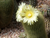 Parodia leninghausii