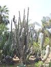 Pilosocereus leucocephalus