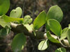 Pereskia lychnidiflora