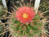 Parodia maassii