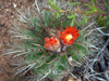 Parodia maassii