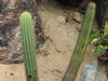 Pilosocereus machrisii