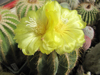 Parodia magnifica