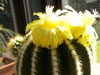 Parodia magnifica