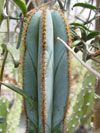 Pilosocereus magnificus