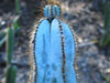 Pilosocereus magnificus