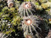 Parodia neoarechavaletae