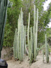 Pachycereus marginatus