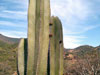 Pachycereus marginatus