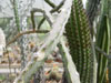 Peniocereus marianus