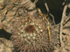 Parodia microsperma