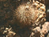 Parodia microsperma