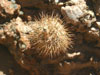 Parodia microsperma