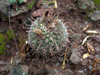 Parodia microsperma