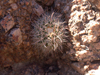 Parodia microsperma