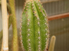 Pachycereus militaris