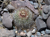 Parodia nivosa