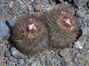 Parodia nivosa