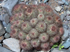 Parodia nivosa