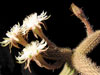 Peniocereus oaxacensis