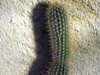 xPacherocactus orcuttii