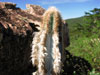 Pilosocereus pachycladus