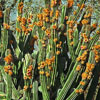 Pachycereus pecten-aboriginum