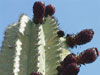 Pachycereus pecten-aboriginum