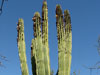 Pachycereus pecten-aboriginum