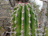 Pachycereus pecten-aboriginum