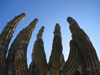 Pachycereus pecten-aboriginum