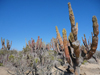 Pachycereus pecten-aboriginum