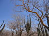 Pachycereus pecten-aboriginum