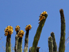 Pachycereus pecten-aboriginum