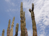 Pachycereus pecten-aboriginum