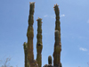 Pachycereus pecten-aboriginum