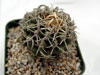 Pediocactus peeblesianus