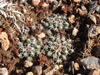 Pediocactus peeblesianus