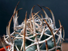 Pediocactus peeblesianus