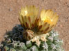 Pediocactus peeblesianus