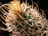 Pediocactus peeblesianus