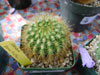 Parodia penicillata