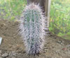 Pachycereus pringlei