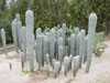 Pachycereus pringlei