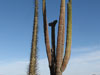 Pachycereus pringlei