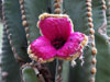 Pachycereus pringlei