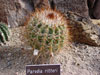 Parodia ritteri